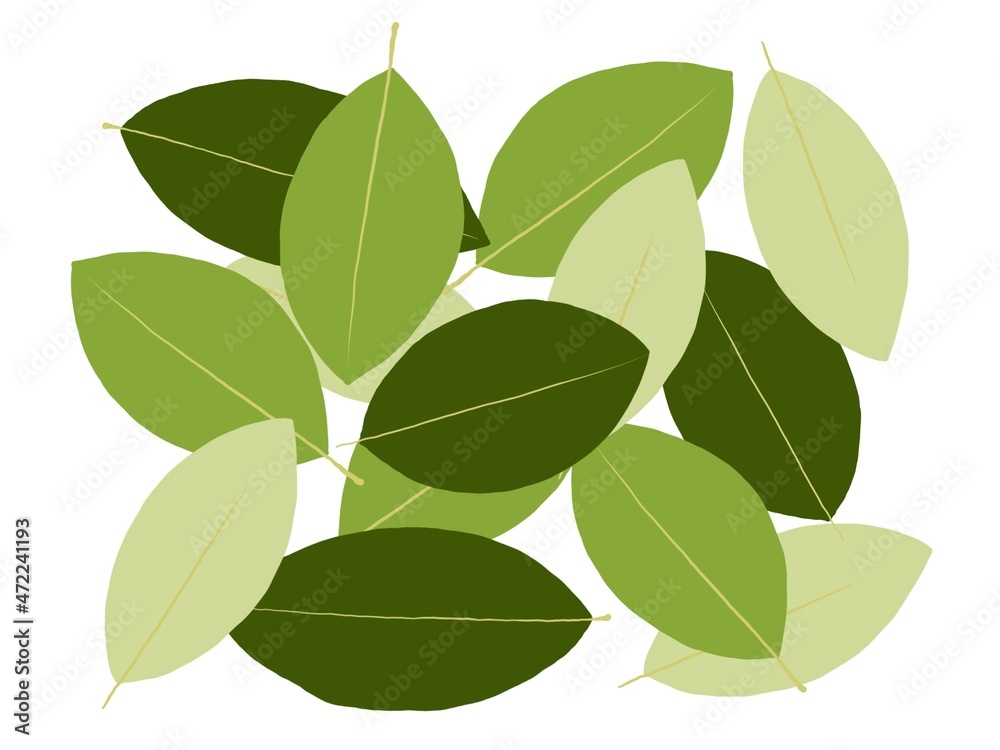 Fototapeta premium Coca green leaves isolated on white
