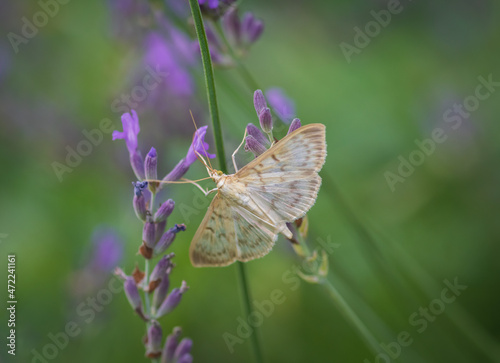 Closeup of the mother of pearl moth (patania ruralis) on lavender flower