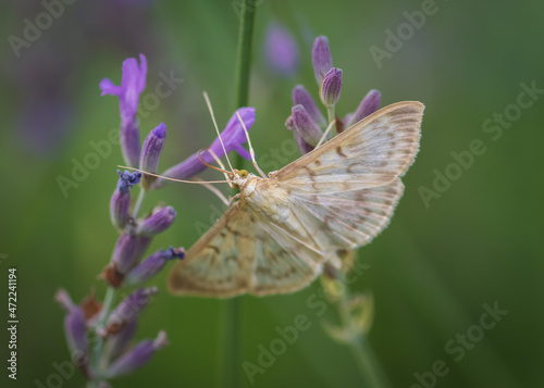 Closeup of the mother of pearl moth (patania ruralis) on lavender flower. Focus on eye