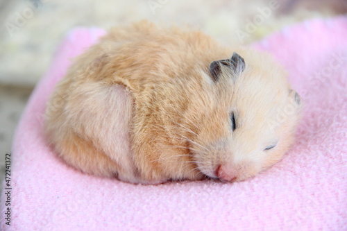 Syrian hamster sleeps on pink blanket