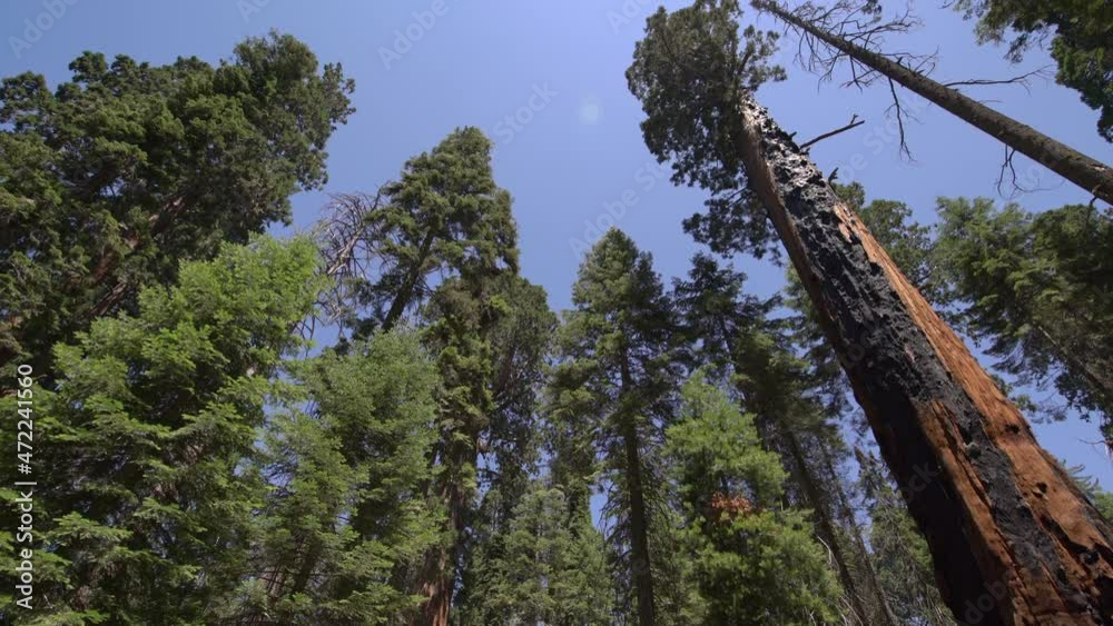 Sequoia Trees Dolly And Pan Shot Sequoia National Park Sierra Nevada Mountains California 19