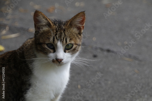 Wallpaper Mural stockphoto Torontodigital.ca