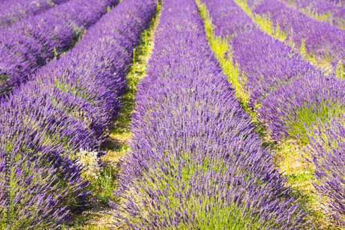 Lavender field