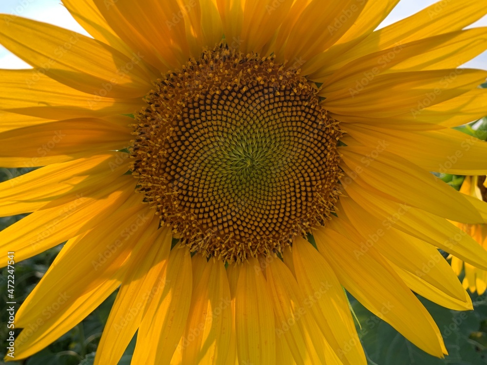 yellow sunflower flowers in summer yellow sunflower flowers in summer
