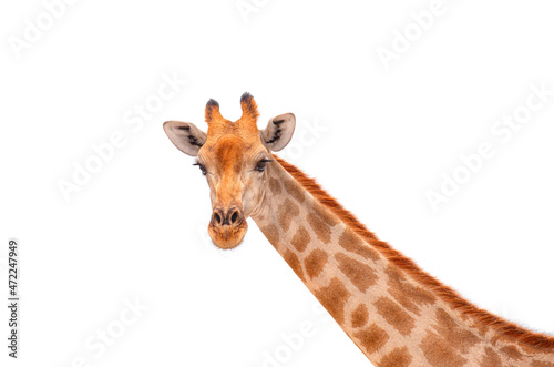 Close-up portrait of the Namibian giraffe isolated white background - Etosha National park  Namibia