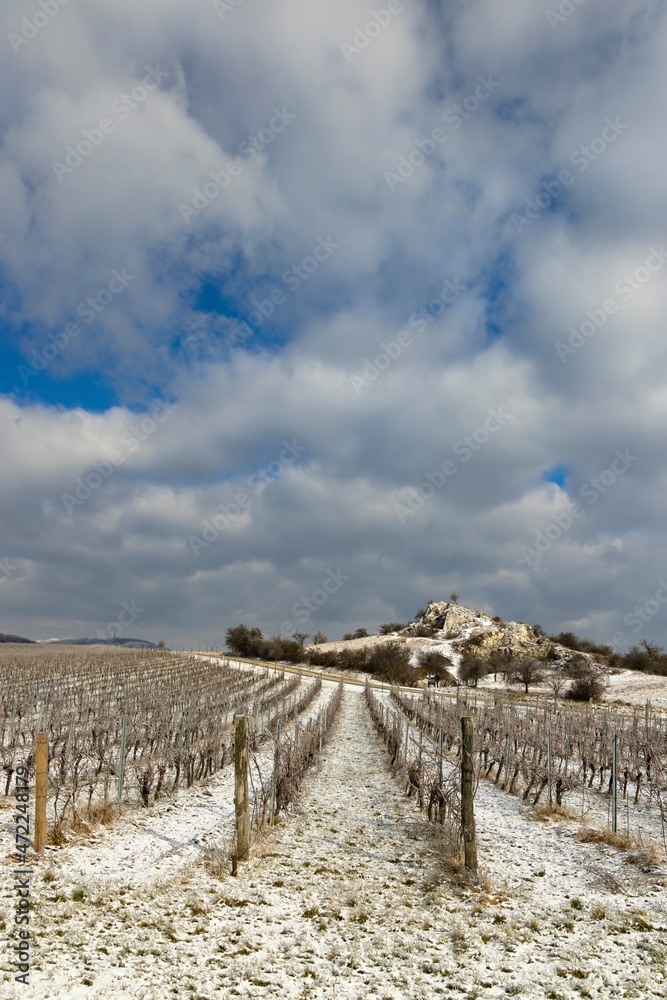 Fototapeta premium Winter vineyard near Mikulov, Palava region, Southern Moravia, Czech Republic