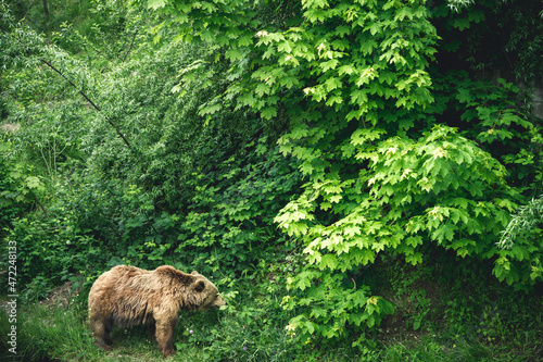 European brown bear in Bern Bear (Bären Park) in Bern, Switzerland photo