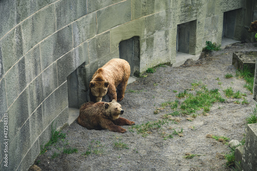 European brown bears in Bern Bear (Bären Park) in Bern, Switzerland photo