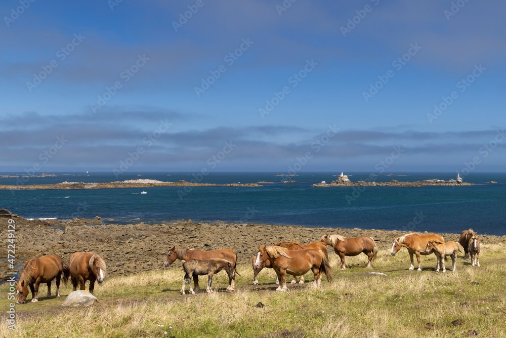 Obraz premium Horse in a field near Tremazan in Brittany, France