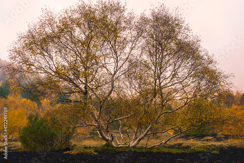 Betulla Aetnensis in autunno photo