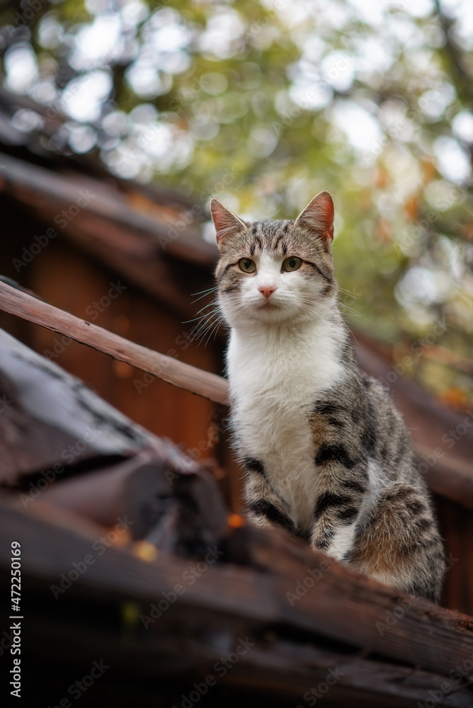 Obraz premium Photo of a beautiful wild cat on the roof of an old house.