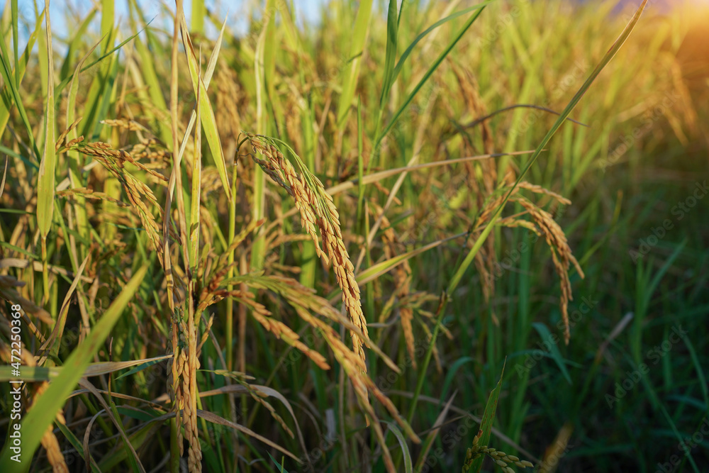 Rice field with seed panicles Rice field with seed panicles