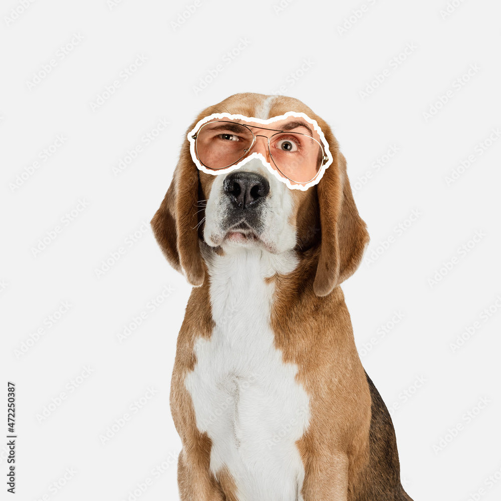 Contemporary art collage of dog with human eye element isolated over white background. Suspicious look