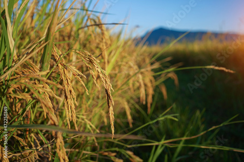 Rice field with seed panicles