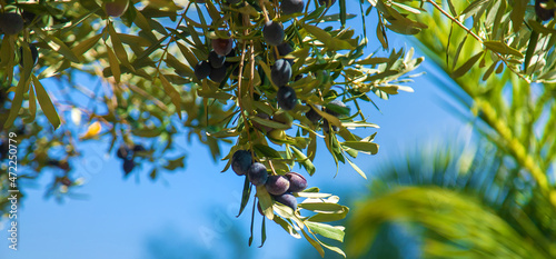 Olive tree with ripe olives. Selective focus.