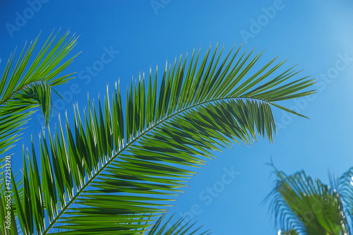 Palm leaves against the sky. Selective focus.