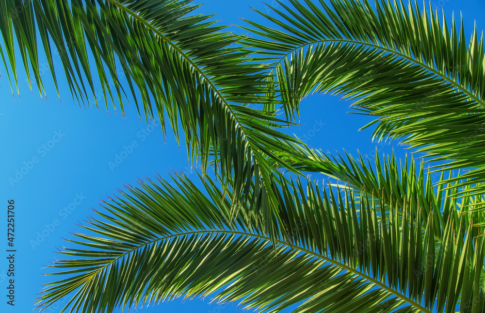 Palm leaves against the sky. Selective focus. Palm leaves against the sky. Selective focus.