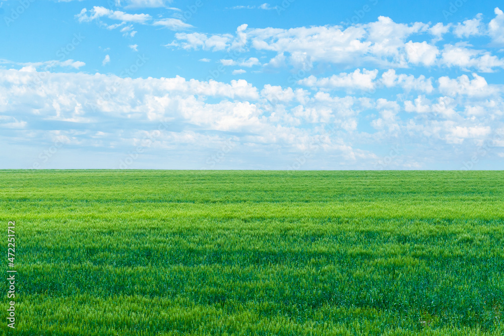 Obraz premium A beautiful emerald green field. Green hillside under the blue sky with beautiful clouds as wallpaper on your desktop.