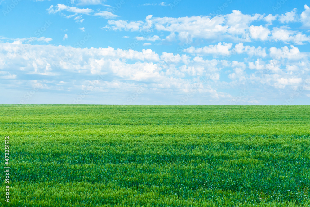 A beautiful emerald green field. Green hillside under the blue sky with beautiful clouds as wallpaper on your desktop.