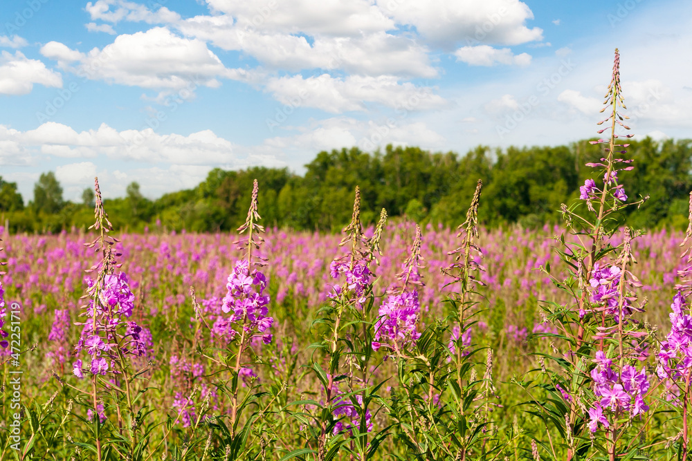 Flowering medicinal plant Blooming sally (Epilobium angustifolium). Blooming fireweed against the background of the forest and sky.