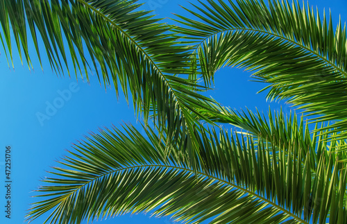 Palm leaves against the sky. Selective focus.