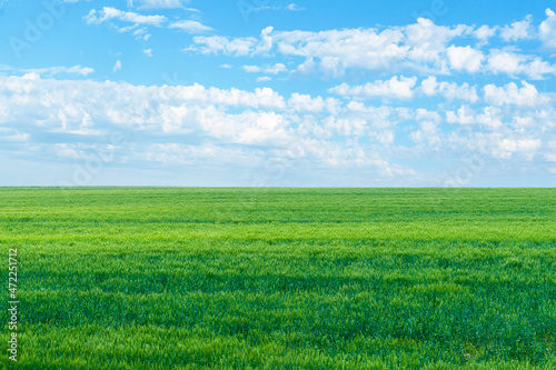 A beautiful emerald green field. Green hillside under the blue sky with beautiful clouds as wallpaper on your desktop.