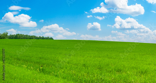 Green hillside under the blue sky with beautiful clouds as wallpaper on your desktop. A beautiful emerald green field.