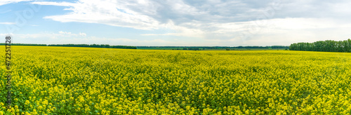 Oilseed rape field. Large panorama of a rapeseed field with a forest belt on the horizon.