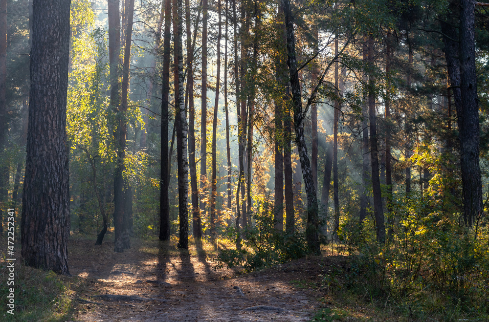 The sun's rays pierce the branches of trees growing along the country road. Nice autumn morning.