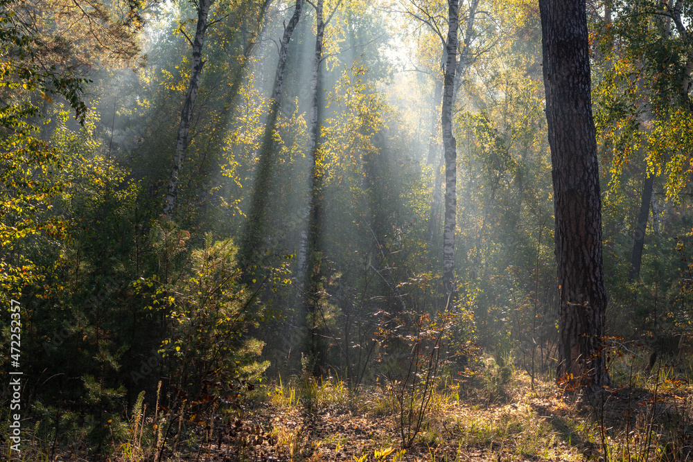 The sun's rays pierce the branches of the trees. Nice autumn morning.