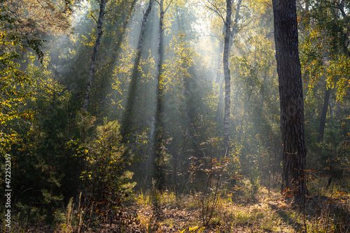 The sun's rays pierce the branches of the trees. Nice autumn morning. © Mykhailo