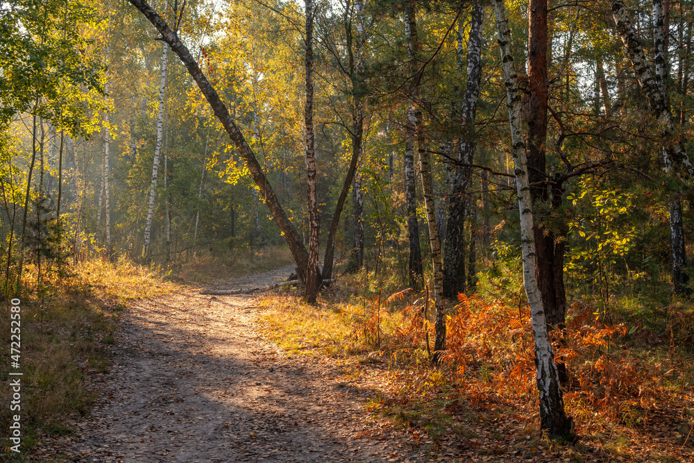 The sun's rays pierce the branches of trees growing along the country road. Nice autumn morning.