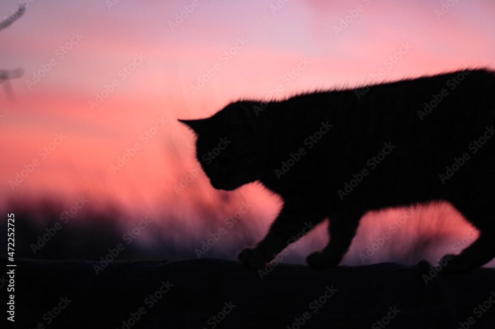 wolf in the sunset - obrazy, fototapety, plakaty 