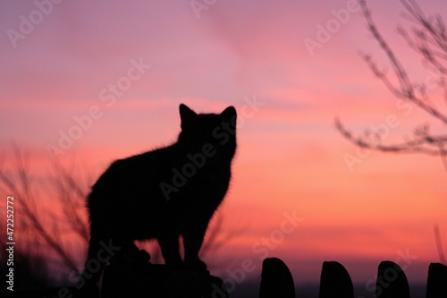 Fototapeta Naklejka Na Ścianę i Meble -  wolf in sunset