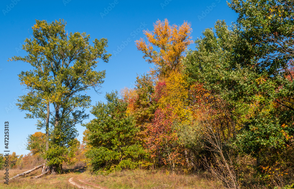 Nice autumn day. The trees are decorated with autumn colors. Nice autumn day. The trees are decorated with autumn colors.