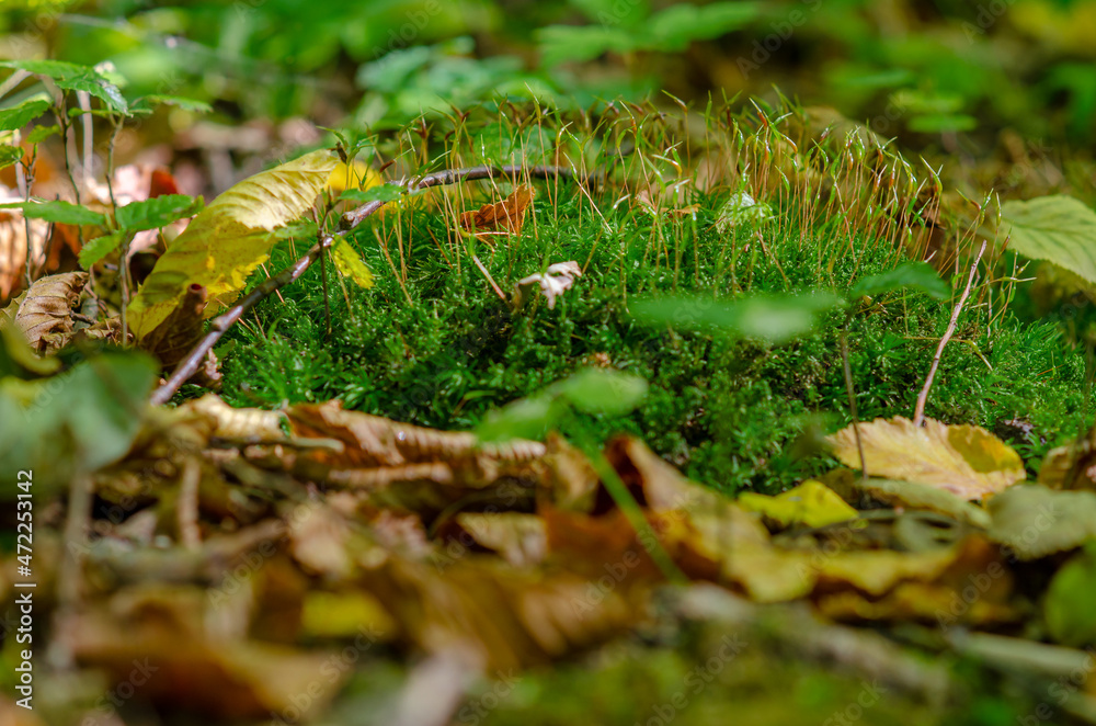 Small sprouted green shoots of moss among the fallen yellow autumn leaves. Small sprouted green shoots of moss among the fallen yellow autumn leaves.
