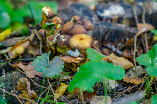 Gray snail on brown mushroom in the autumn forest.