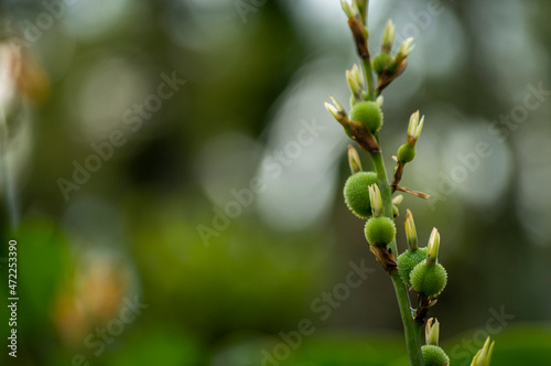 Orange tropical flowers  bird of paradise bud ready to bloom with some parts in focus 