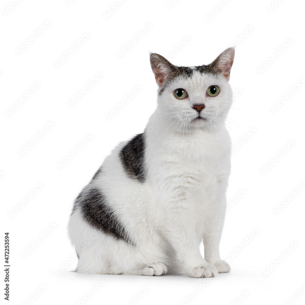 Manx cat sitting up side ways. Looking towards camera. Isolated on a white background.