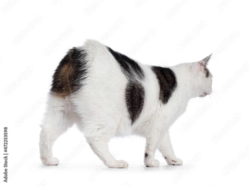 Manx cat walking away from camera showing the no tail butt. Isolated on a white background.