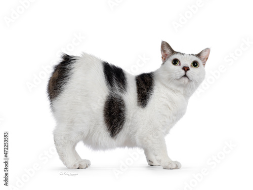 Manx cat standing side ways. Looking up. Isolated on a white background. photo