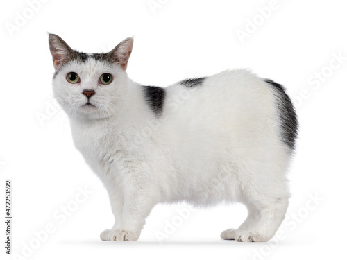 Foto Manx cat sitting up side ways