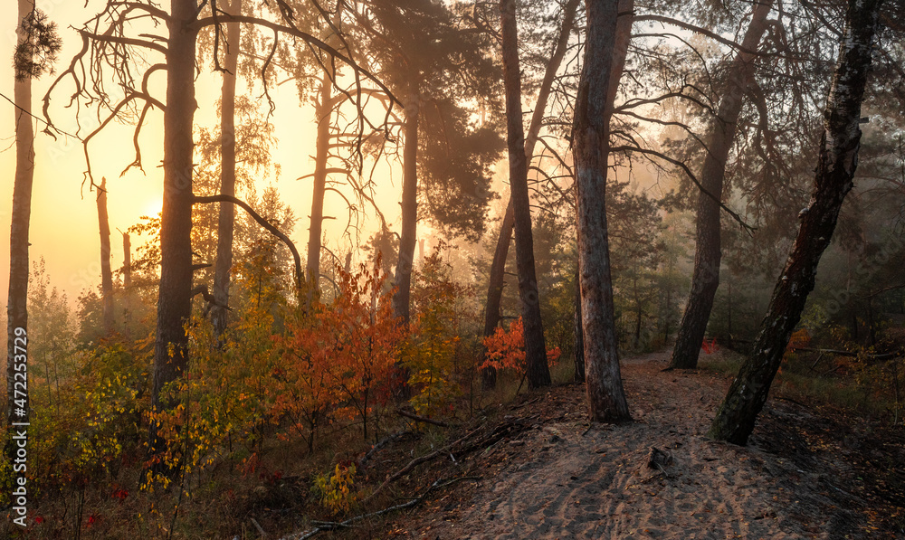 Fototapeta premium Nice autumn morning in nature with light fog