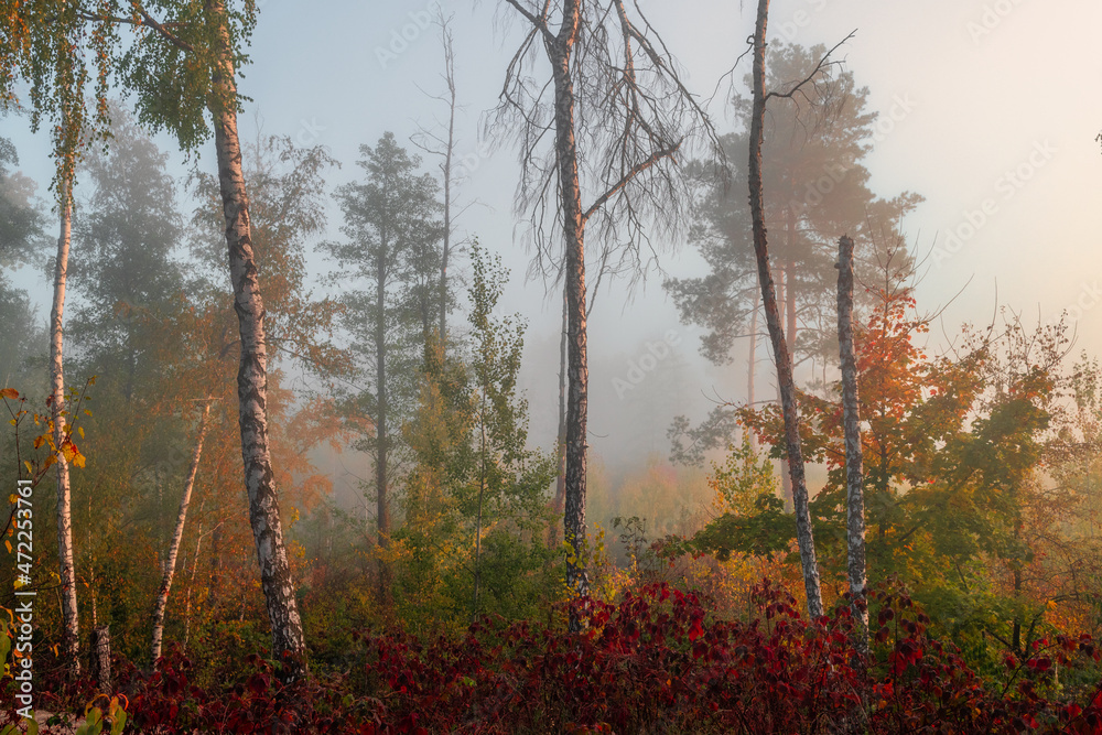 Nice autumn morning in nature with light fog