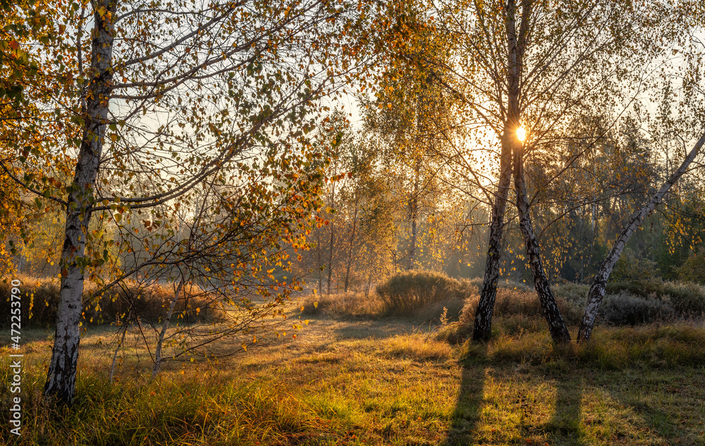 The sun's rays pierce the branches of the trees. Nice autumn morning.