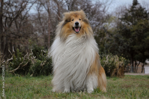 The Rough collie Sits on the grass