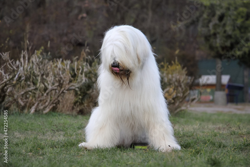 White south russian or ukrainian sheepdog dog sitting on the grass, pure breed photo
