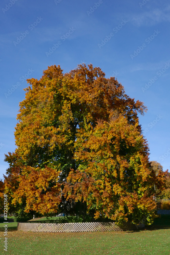 Naklejka premium alte Rotbuche im Stadtgarten in Friedrichshafen