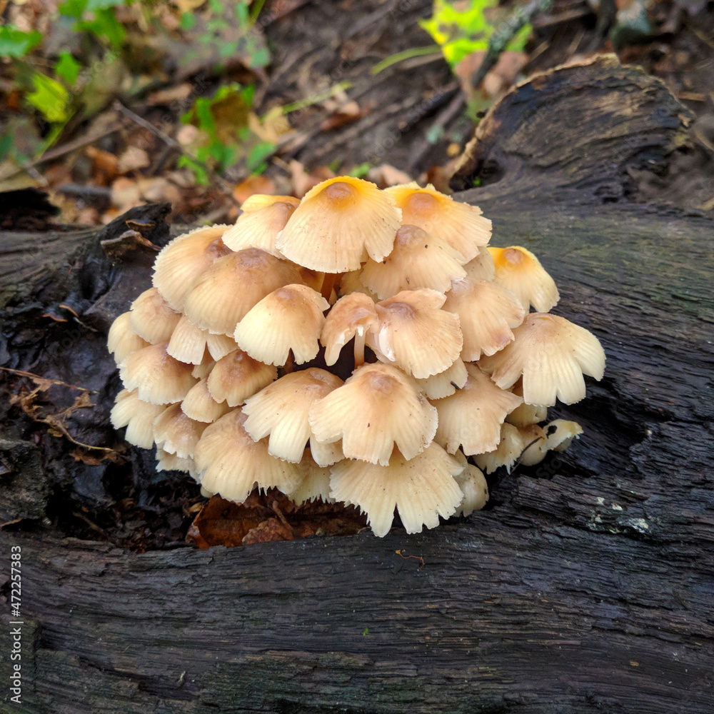 Toadstool mushrooms a group growing from a tree close-up blurred background Toadstool mushrooms a group growing from a tree close-up blurred background
