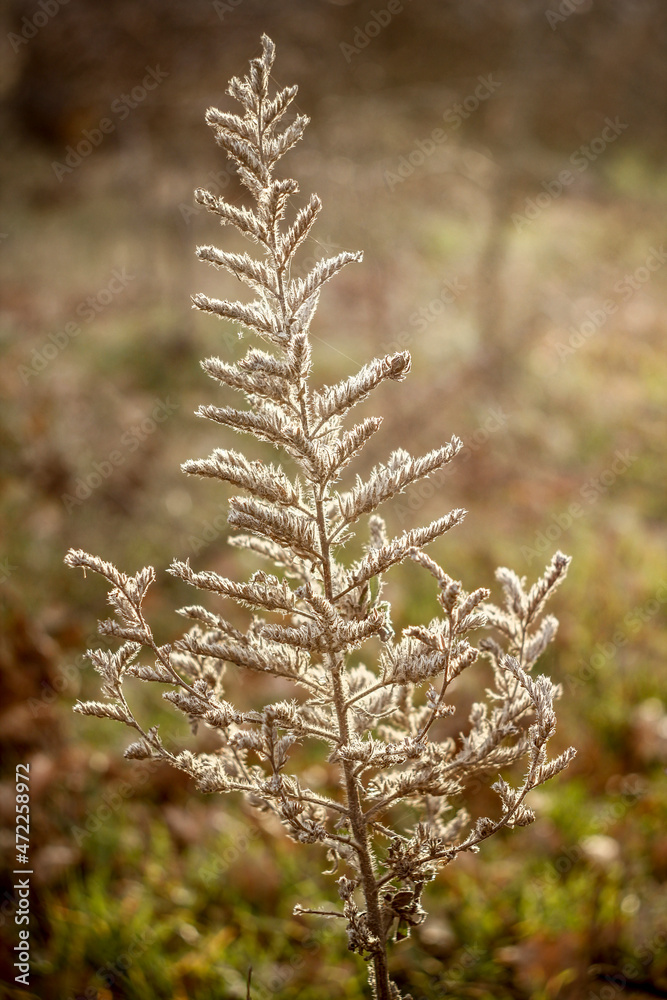 Fototapeta premium A dry plant growing in the forest.